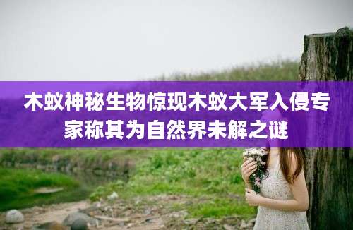 木蚁神秘生物惊现木蚁大军入侵专家称其为自然界未解之谜
